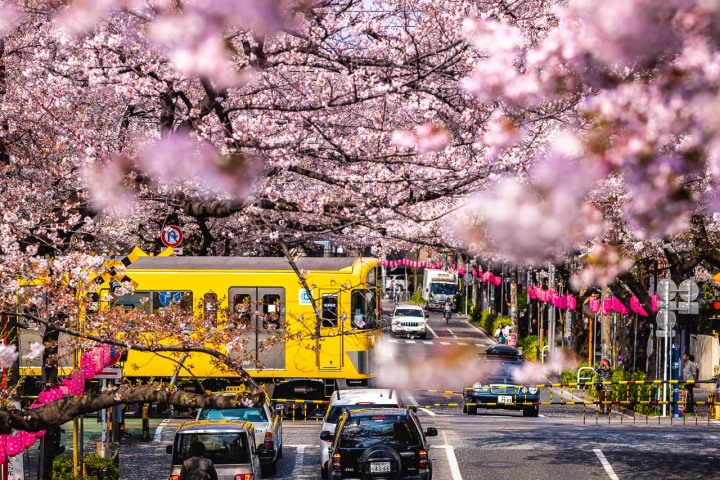 AGP, AGP Favorite, Alex G Perez, Asia, Cherry Blossoms, Japan, Sakura, Spring, Tokyo, Train, Travel, www.AGPfoto.com