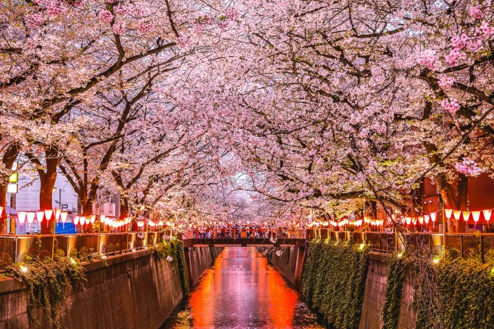AGP, AGP Favorite, Alex G Perez, Asia, Cherry Blossoms, Japan, Landscape Photography, Meguro River Park, Sakura, Spring, Tokyo, Travel, www.AGPfoto.com