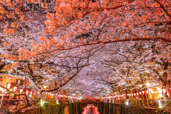 AGP, AGP Favorite, Alex G Perez, Asia, Cherry Blossoms, Japan, Landscape Photography, Meguro River Park, Sakura, Spring, Tokyo, Travel, www.AGPfoto.com