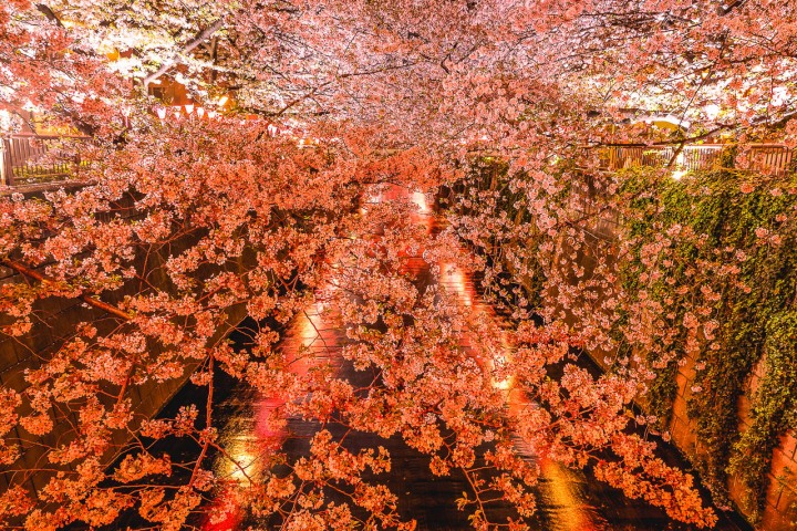 AGP, AGP Favorite, Alex G Perez, Asia, Cherry Blossoms, Japan, Landscape Photography, Meguro River Park, Sakura, Spring, Tokyo, Travel, www.AGPfoto.com