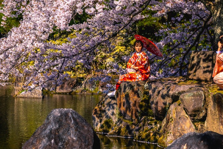 AGP, AGP Favorite, Alex G Perez, Asia, Cherry Blossoms, Geisha, Japan, Kimono, Nara, Nara Park, Sakura, Spring, Travel, www.AGPfoto.com