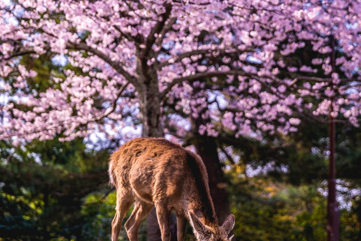 AGP, AGP Favorite, Alex G Perez, Asia, Cherry Blossoms, Deer, Japan, Nara, Nara Park, Sakura, Spring, Travel, www.AGPfoto.com