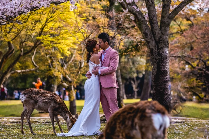 AGP, AGP Favorite, Alex G Perez, Asia, Cherry Blossoms, Deer, Engagement, Japan, Nara, Nara Park, Sakura, Spring, Travel, www.AGPfoto.com