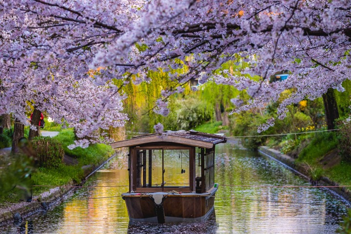 AGP, AGP Favorite, Alex G Perez, Asia, Cherry Blossoms, Japan, Kyoto, Reflections, Sakura, Spring, Travel, Wasen, www.AGPfoto.com
