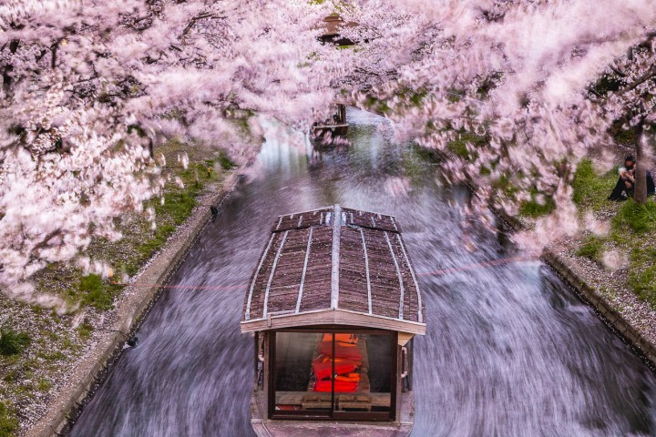 AGP, AGP Favorite, Alex G Perez, Asia, Cherry Blossoms, Japan, Kyoto, Long Exposure, Sakura, Spring, Travel, Wasen, www.AGPfoto.com
