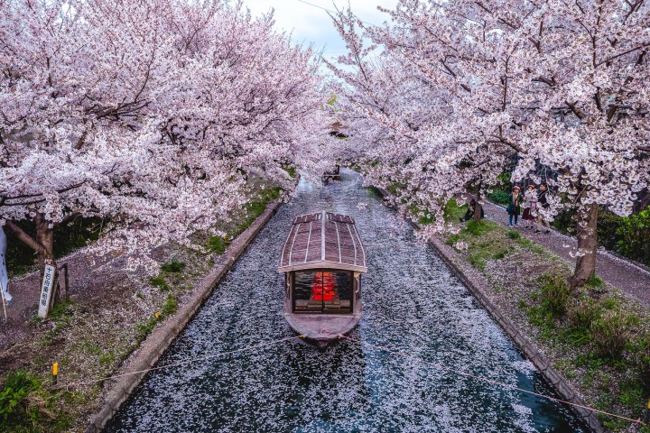 AGP, AGP Favorite, Alex G Perez, Asia, Cherry Blossoms, Japan, Kyoto, Sakura, Spring, Travel, Wasen, www.AGPfoto.com