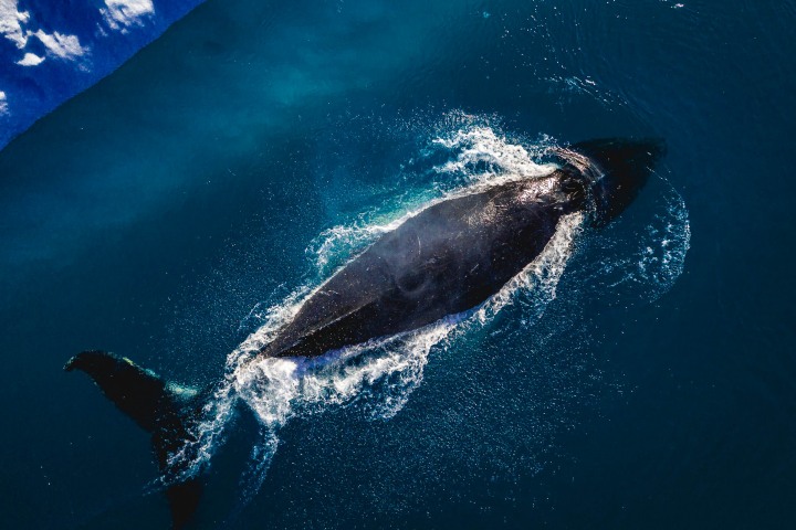 AGP, AGP Favorite, Aerial Photography, Alex G Perez, Arctic Circle, Drone, Greenland, Humpback whale, Ilulissat, North America, Travel, Whale Watching, www.AGPfoto.com