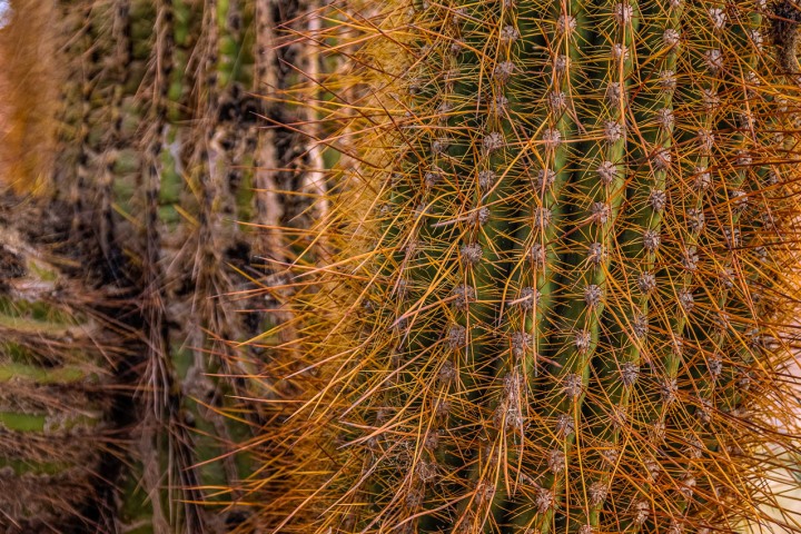 2024_0426_065302-8018_AGP_HDR