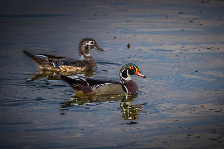 2024_0501_191045-2134_AGP