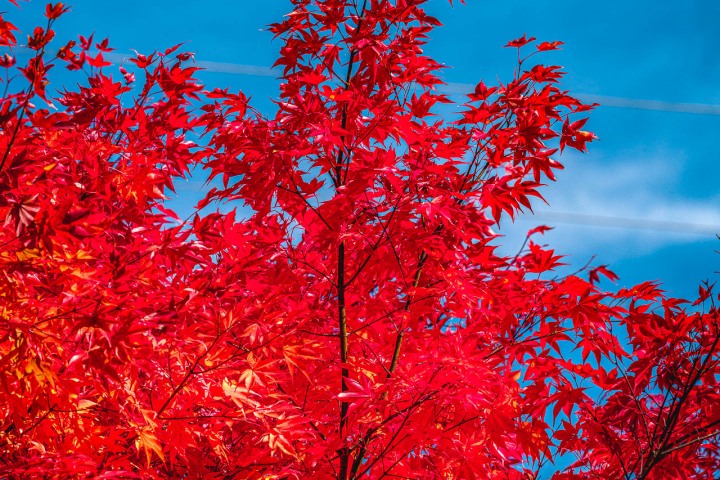 2025_1104_110827-0711_AGP_HDR