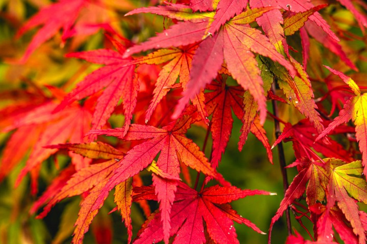 2025_1105_100540-1319_AGP_HDR